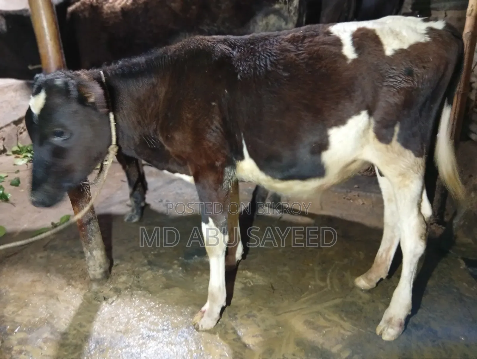 ৩ টি বড় জাতের বাচ্চাসহ গাভী