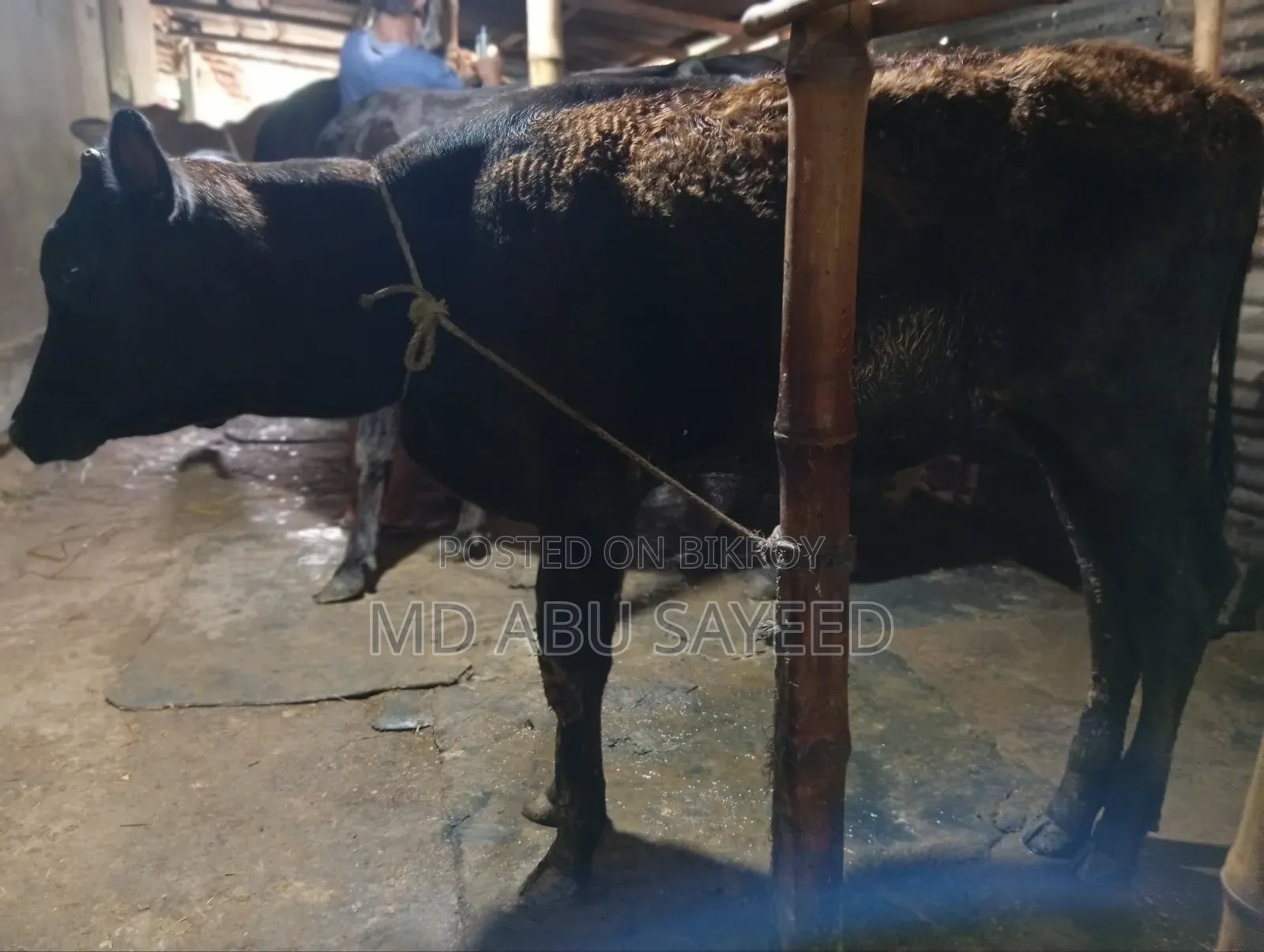 ৩ টি বড় জাতের বাচ্চাসহ গাভী