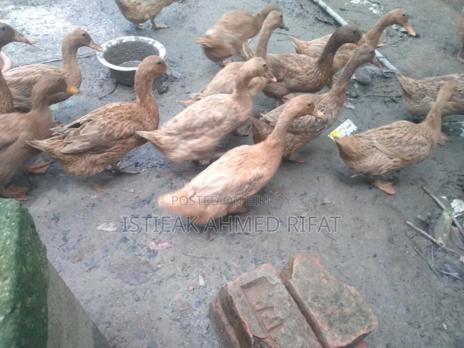 Egg-laying Khaki Campbell Ducks