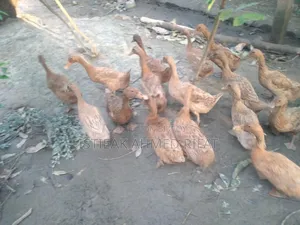 Egg-laying Khaki Campbell Ducks