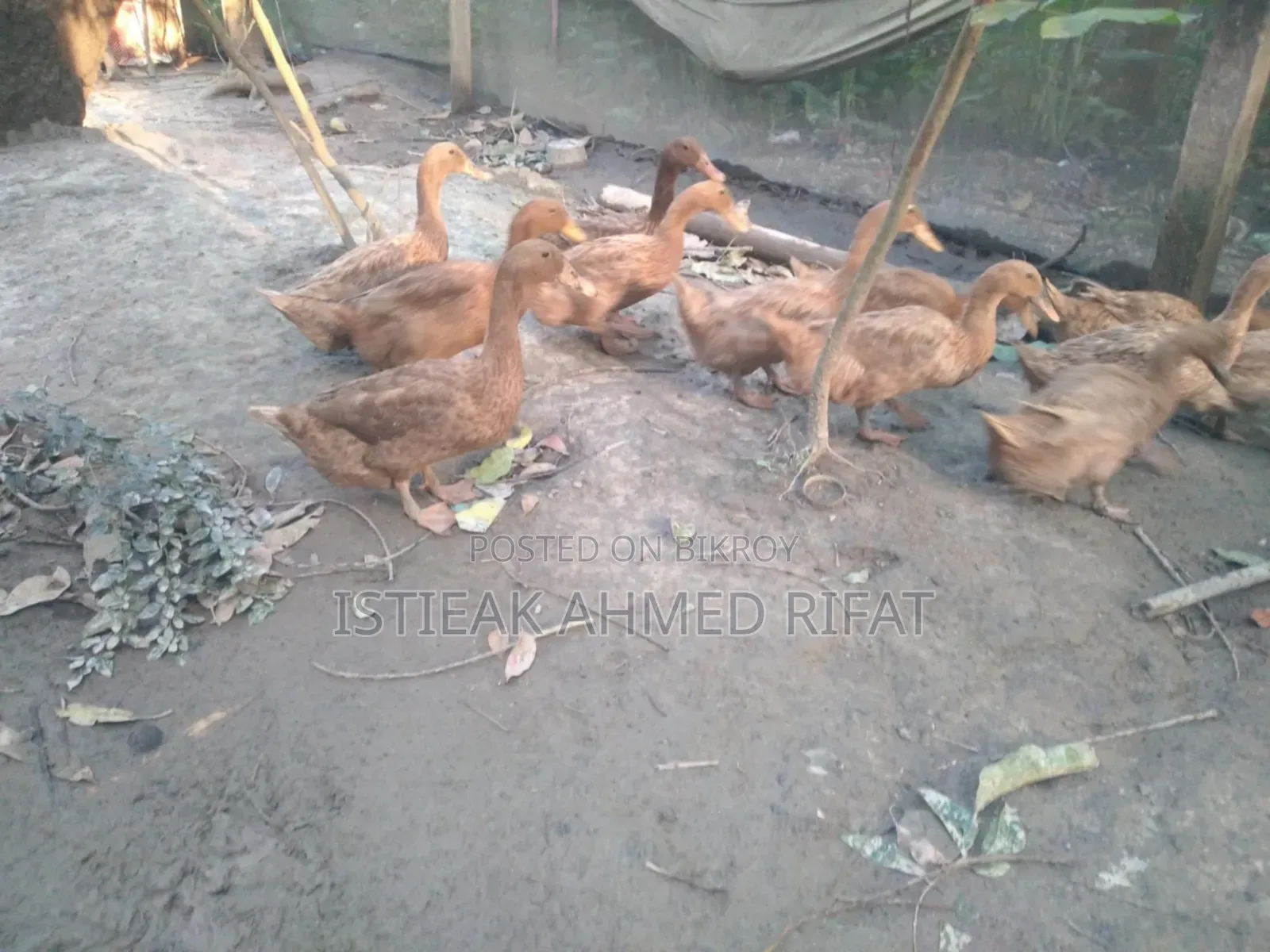 Egg-laying Khaki Campbell Ducks
