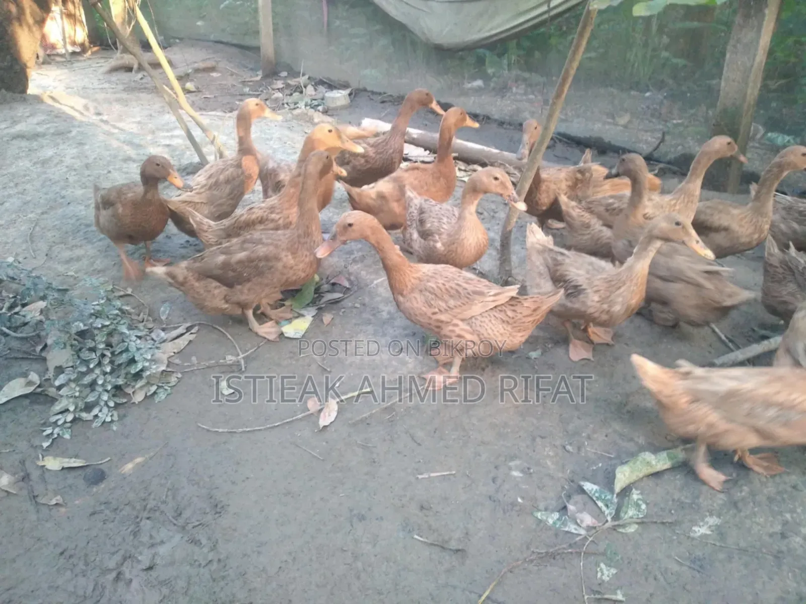 Egg-laying Khaki Campbell Ducks