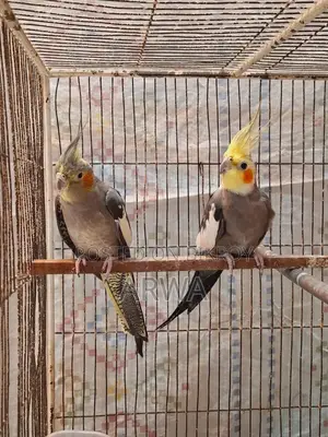 Lutino Bloodline Gray Cocateil