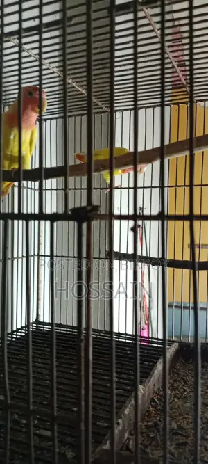 Lutino love bird with DNA