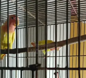 Lutino love bird with DNA