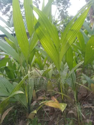সুপারির চারা বিক্রি করা হবে