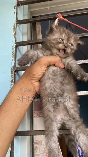 1-3 Months Female Purebred Persian