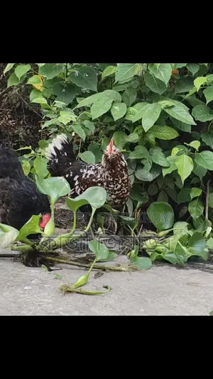 ডিম পাড়া দাড়িয়ালা, ঝুটি ও টাইগার মুরগি