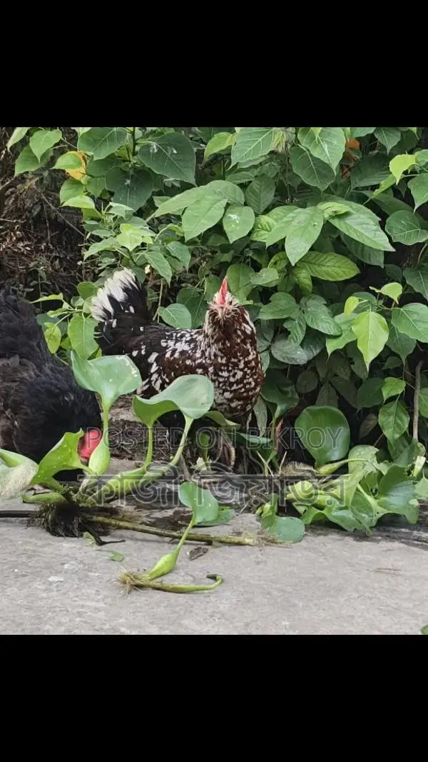 ডিম পাড়া দাড়িয়ালা, ঝুটি ও টাইগার মুরগি