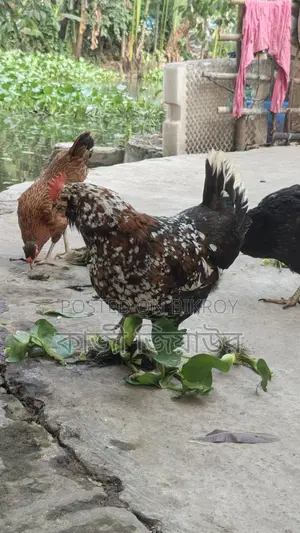 ডিম পাড়া দাড়িয়ালা, ঝুটি ও টাইগার মুরগি