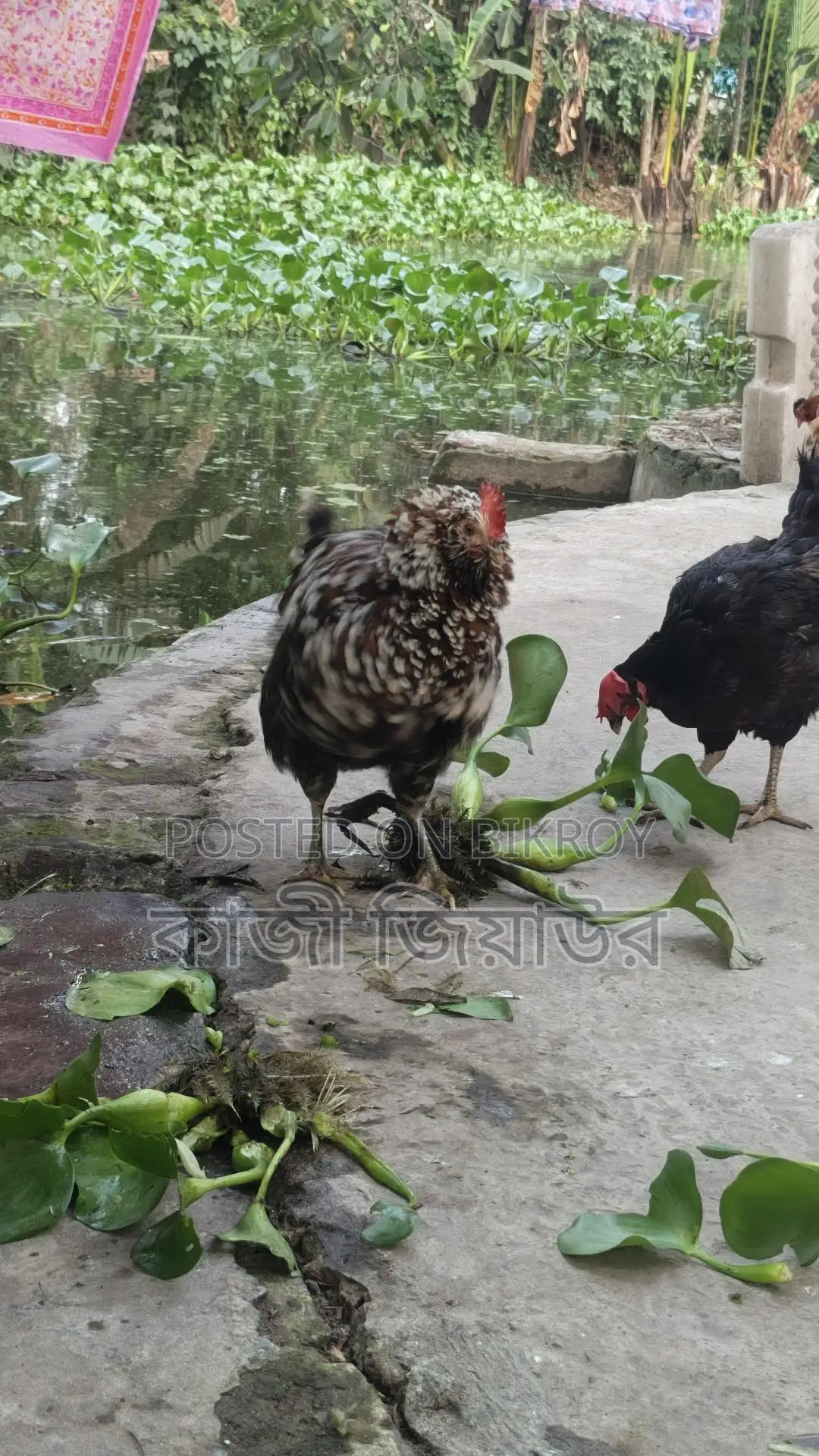 ডিম পাড়া দাড়িয়ালা, ঝুটি ও টাইগার মুরগি