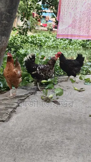 ডিম পাড়া দাড়িয়ালা, ঝুটি ও টাইগার মুরগি