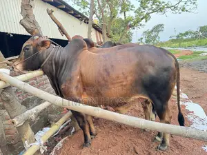শক্তিশালী ও স্বাস্থ্যবান গরু বিক্রয়—দেখলেই পছন্দ হবে