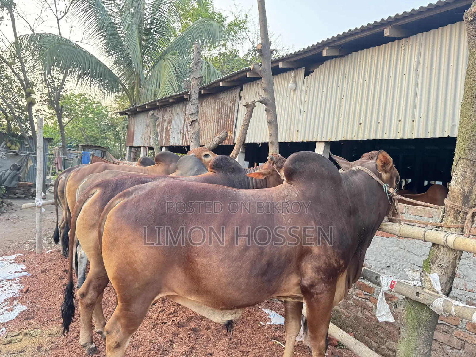 শক্তিশালী ও স্বাস্থ্যবান গরু বিক্রয়—দেখলেই পছন্দ হবে