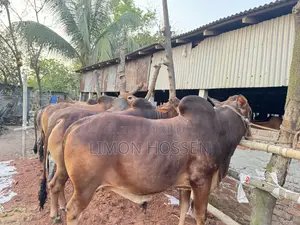 শক্তিশালী ও স্বাস্থ্যবান গরু বিক্রয়—দেখলেই পছন্দ হবে