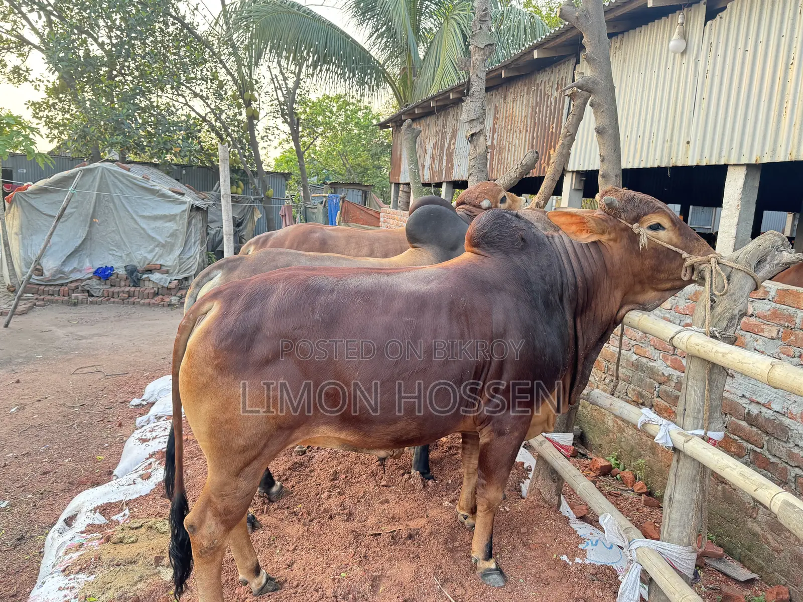 শক্তিশালী ও স্বাস্থ্যবান গরু বিক্রয়—দেখলেই পছন্দ হবে