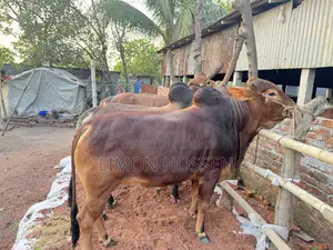 শক্তিশালী ও স্বাস্থ্যবান গরু বিক্রয়—দেখলেই পছন্দ হবে