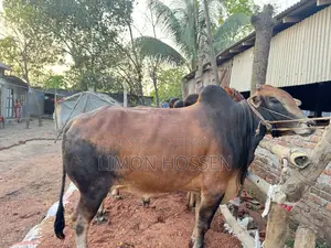 শক্তিশালী ও স্বাস্থ্যবান গরু বিক্রয়—দেখলেই পছন্দ হবে