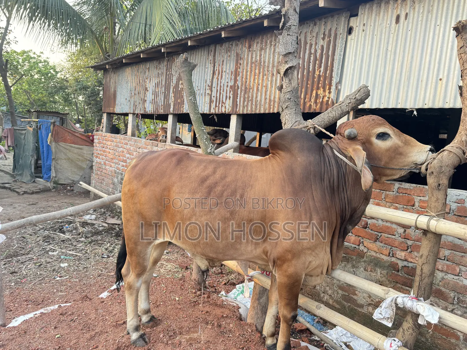 শক্তিশালী ও স্বাস্থ্যবান গরু বিক্রয়—দেখলেই পছন্দ হবে