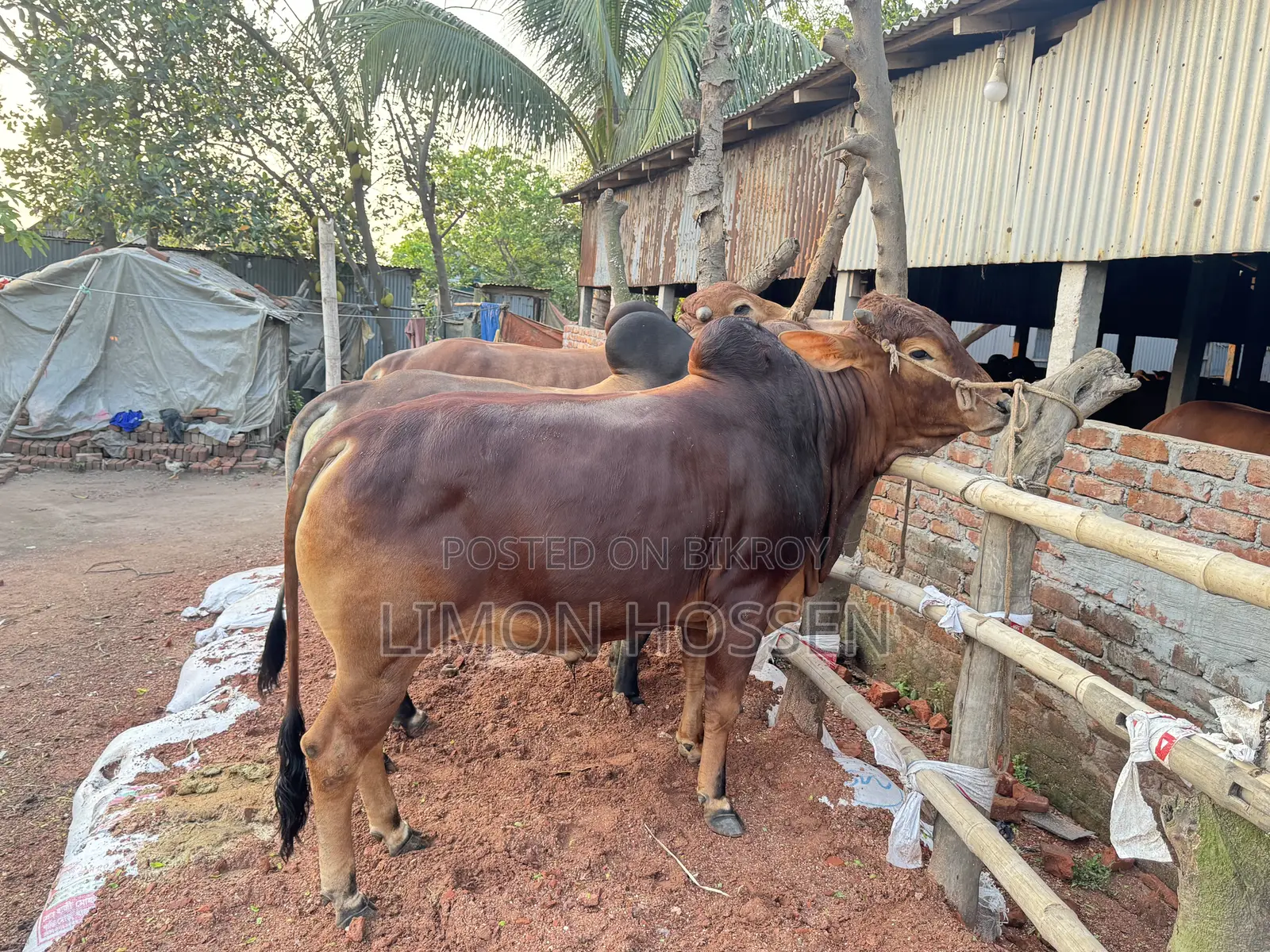 শক্তিশালী ও স্বাস্থ্যবান গরু বিক্রয়—দেখলেই পছন্দ হবে