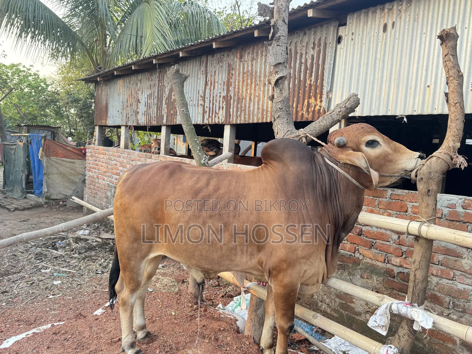 শক্তিশালী ও স্বাস্থ্যবান গরু বিক্রয়—দেখলেই পছন্দ হবে