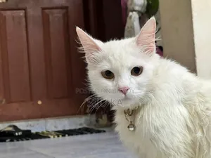 ৩-৬ মাস বয়সী ফিমেল মিক্সড ব্রিড পার্সিয়ান