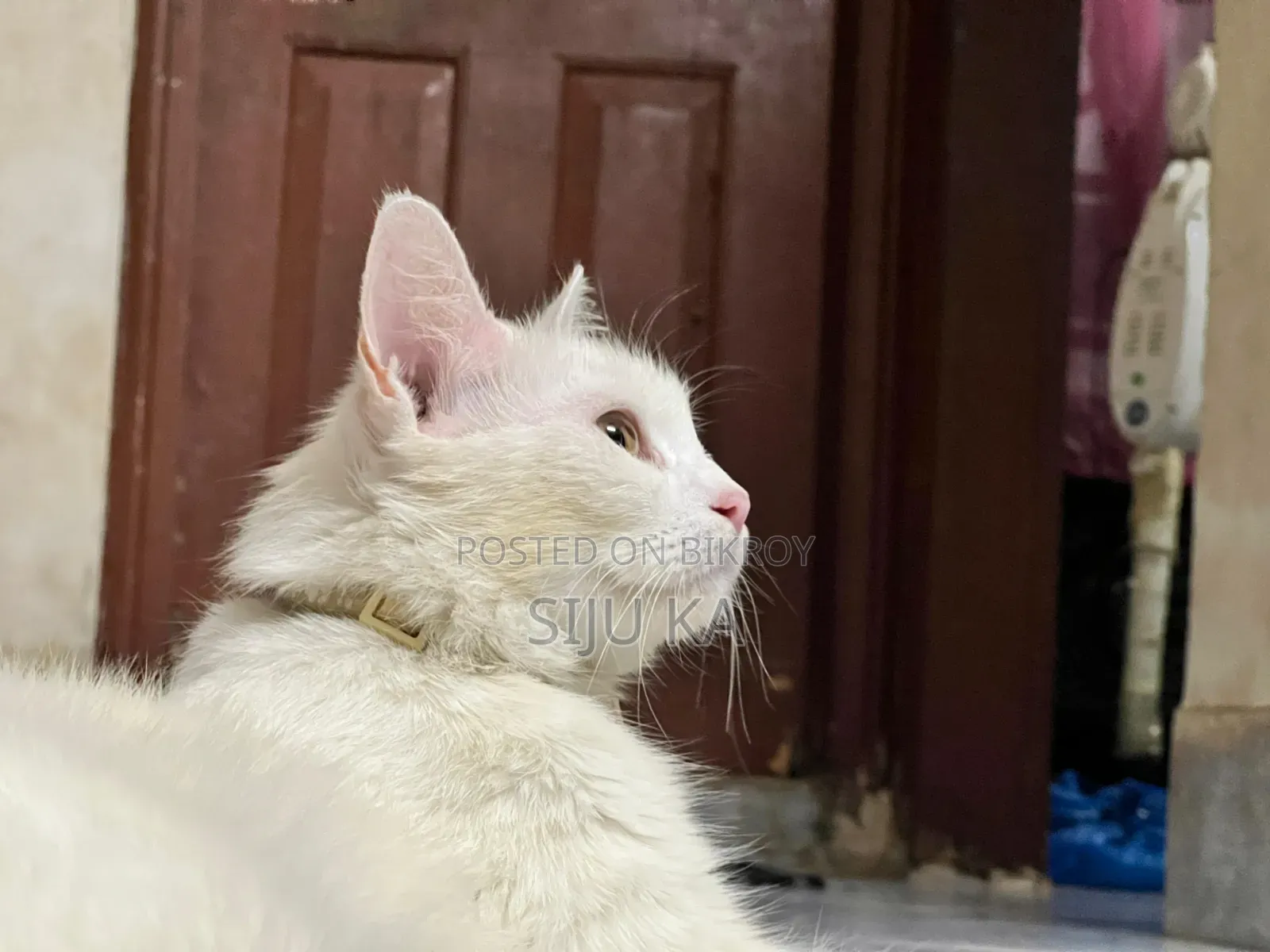 ৩-৬ মাস বয়সী ফিমেল মিক্সড ব্রিড পার্সিয়ান