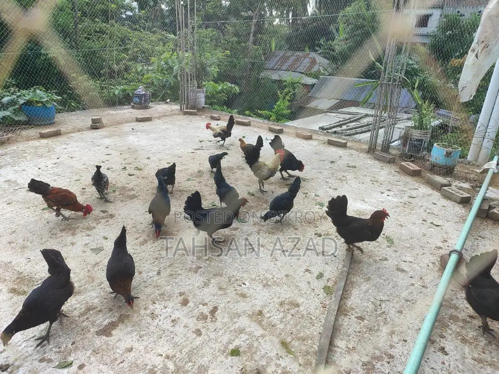 মুরগীর ডিম