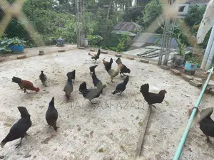 মুরগীর ডিম