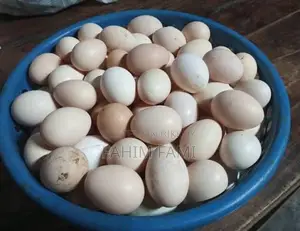 Native Chicken Hatching Eggs for Sale