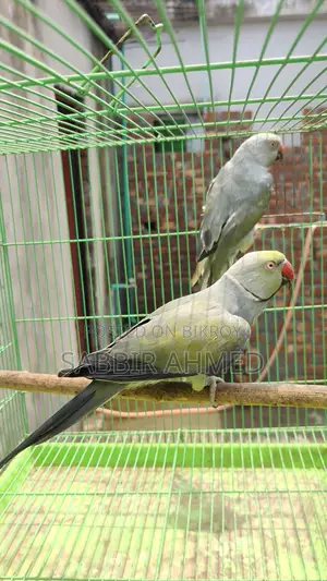 Gray Pallid Bonding Pair for Sale.