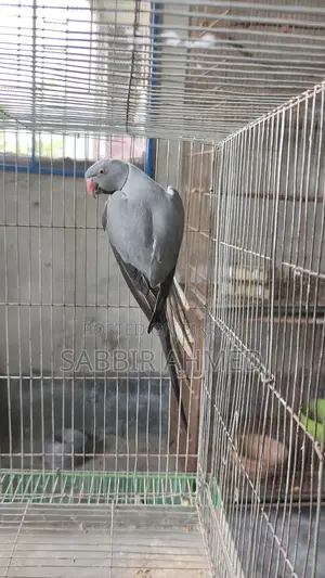 Gray Ring Neck Breeding Male