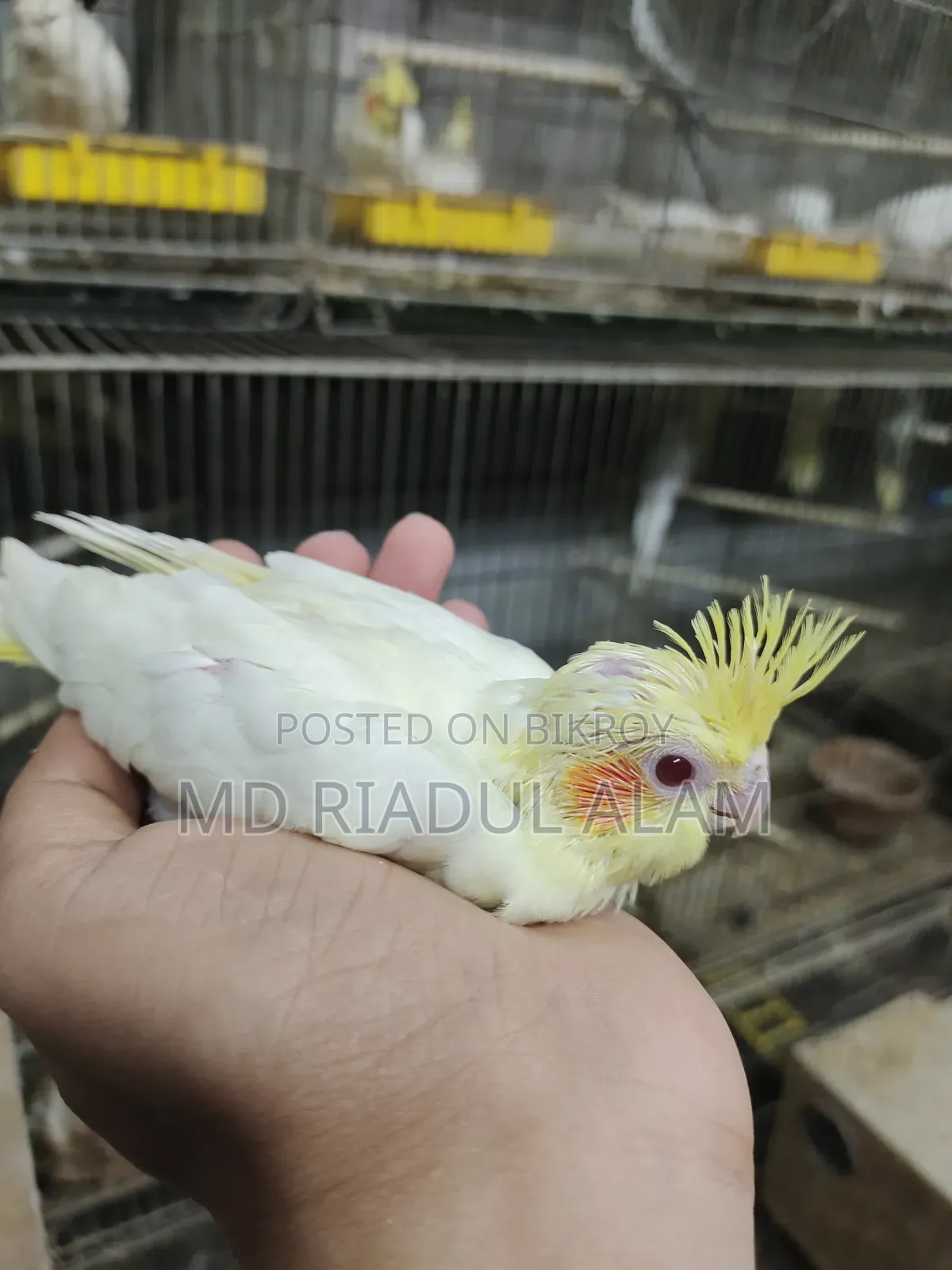 Tame Size Cockatiel Bird