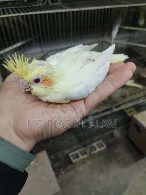 Tame Size Cockatiel Bird