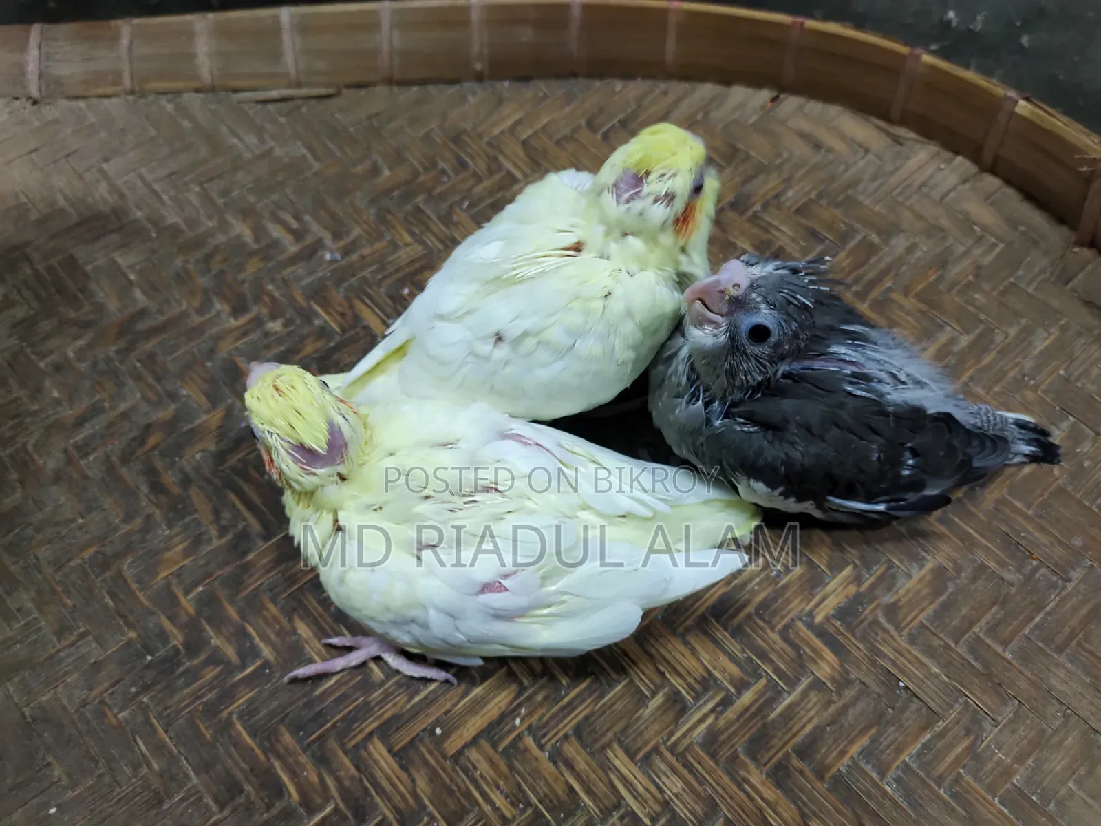 Tame Size Cockatiel Bird