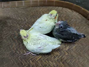 Tame Size Cockatiel Bird