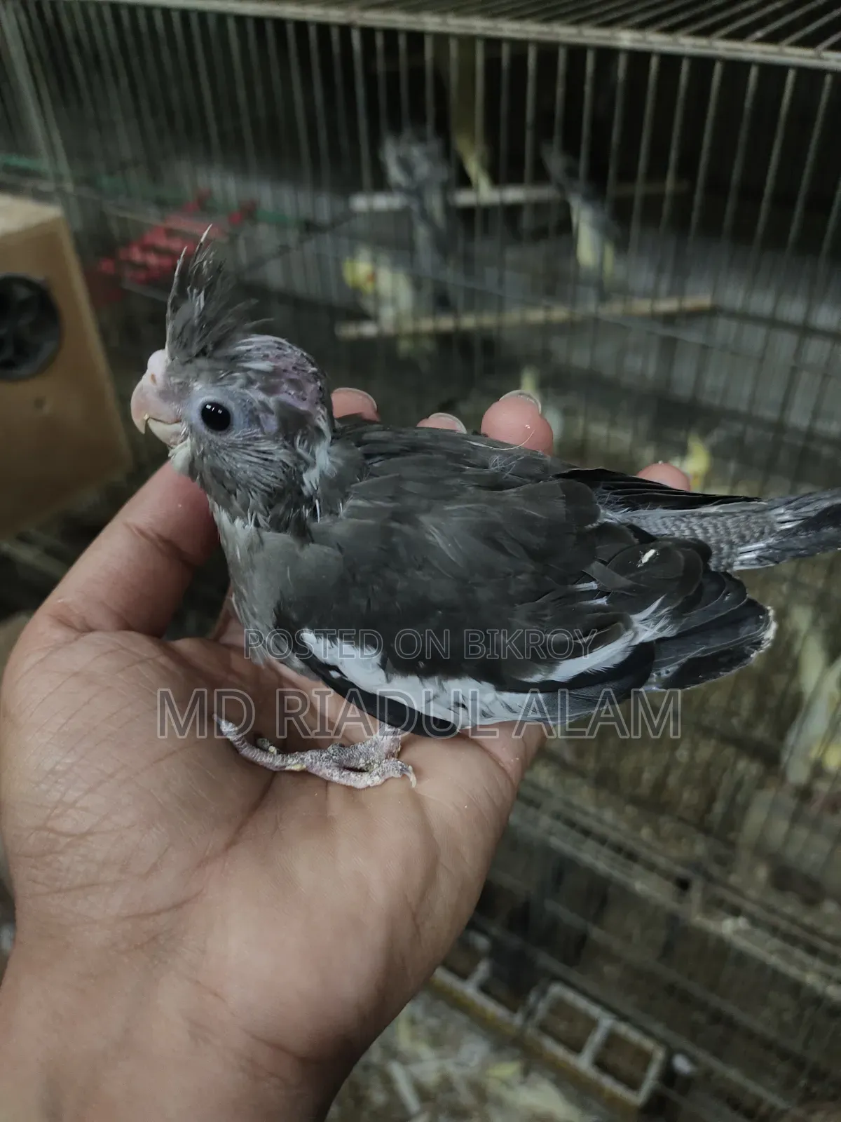 Tame Size Cockatiel Bird