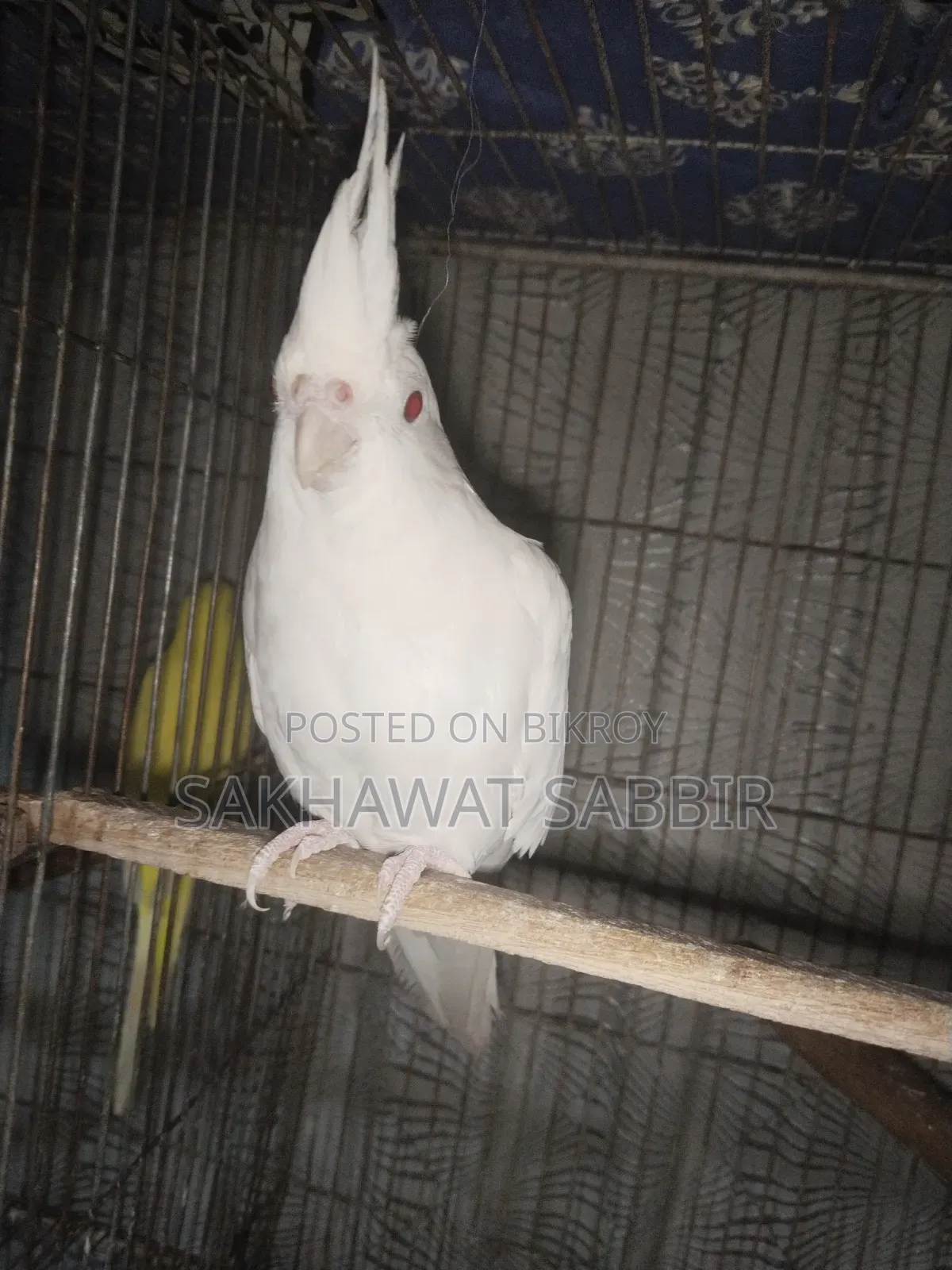 Albino Cockatiel