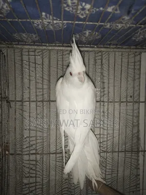 Albino Cockatiel