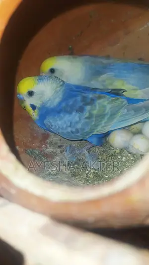 Budgerigar Bird