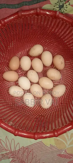 ব্রাহমা মুরগির