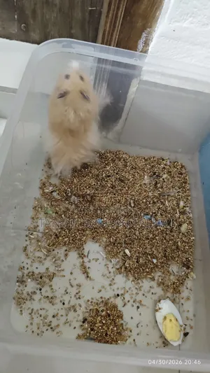 Take My Hamster