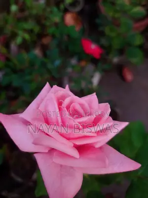 ক্যারেঞ্জা Rose