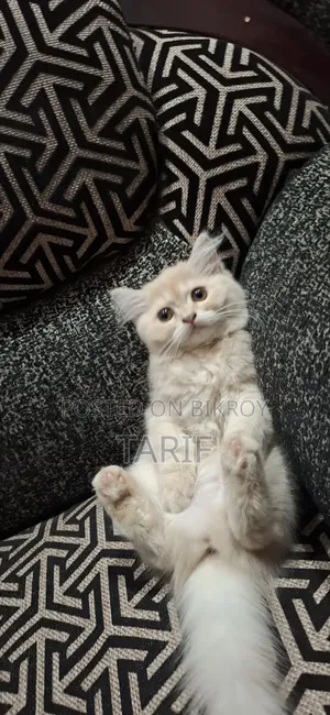1-3 Months Female Purebred Persian