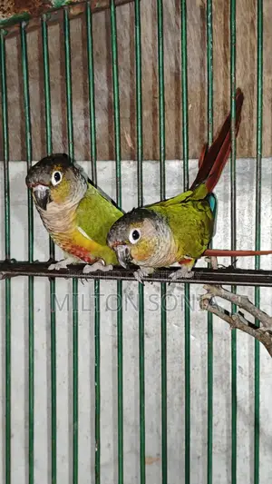 Green Check Conure