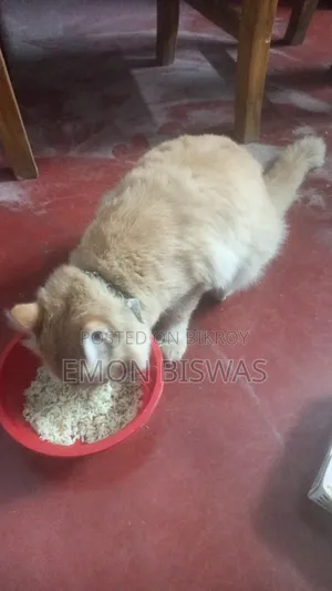 3-6 Months Male Purebred Persian