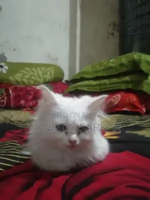 White Persian Cat