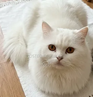 6-12 months Male Purebred Persian