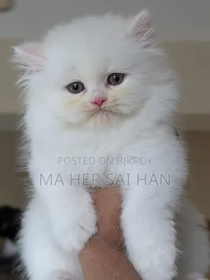 1-3 Months Female Purebred Persian