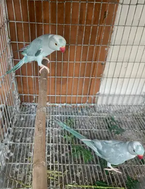 Blue Pied Ringneck Pair